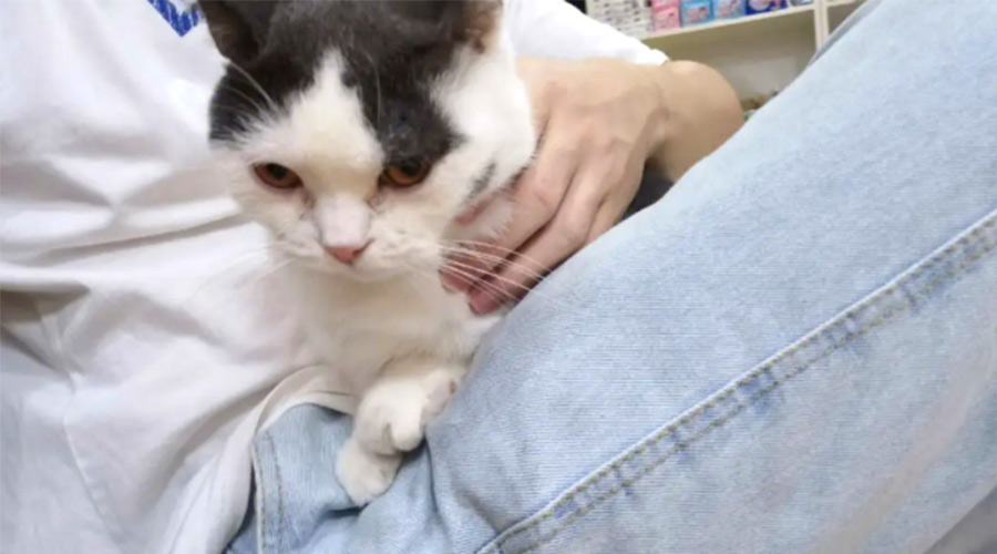 小型烘干機可以清除寵物毛絮嗎